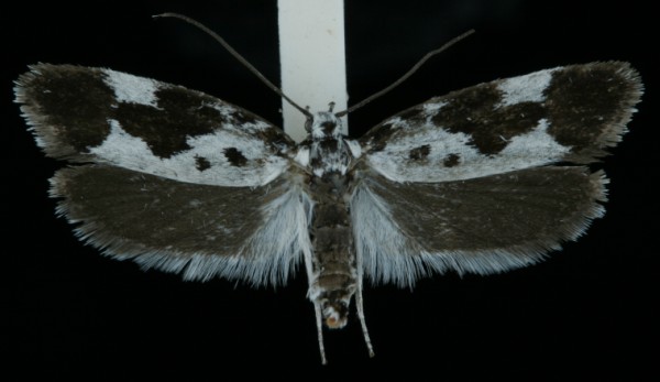 Ethmia quadrillella Ethmia quadrillella