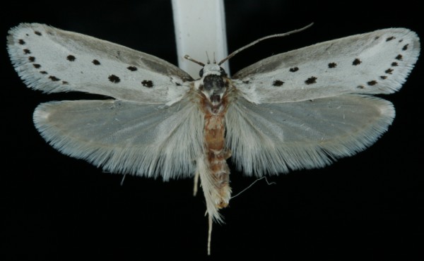 Ethmia terminella Ethmia terminella