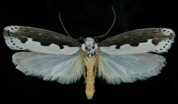 Ethmia bipunctella Ethmia bipunctella