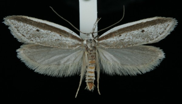 Pleurota bicostella Pleurota bicostella