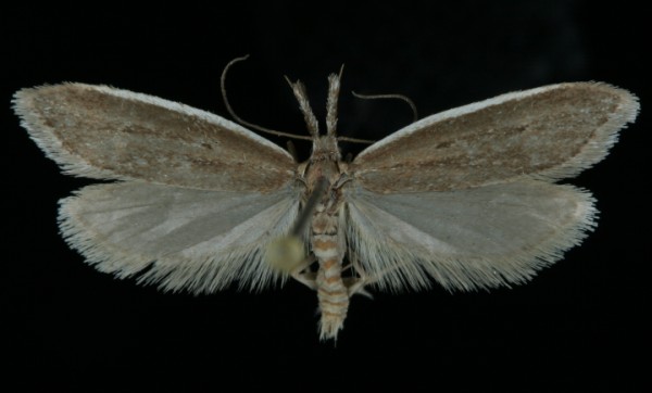 Pleurota bicostella Pleurota bicostella