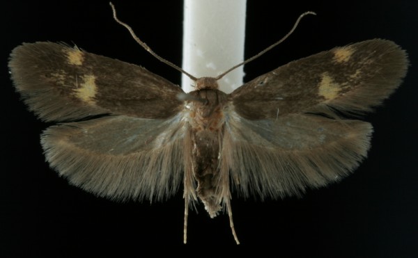 Borkhausenia minutella Borkhausenia minutella