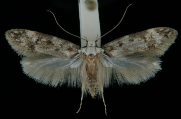 Endrosis sarcitrella Endrosis sarcitrella