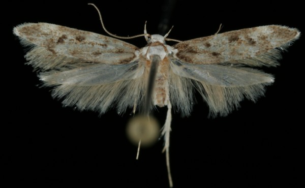 Endrosis sarcitrella Endrosis sarcitrella