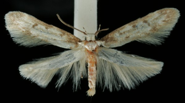 Endrosis sarcitrella Endrosis sarcitrella