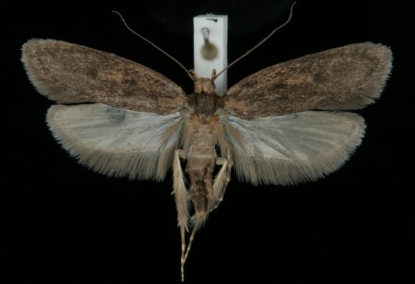 Hofmannophila pseudospretella Hofmannophila pseudospretella