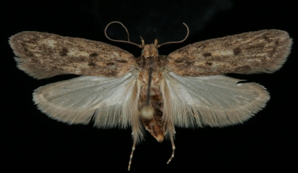 Hofmannophila pseudospretella Hofmannophila pseudospretella