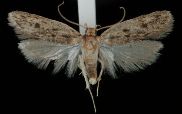 Hofmannophila pseudospretella Hofmannophila pseudospretella