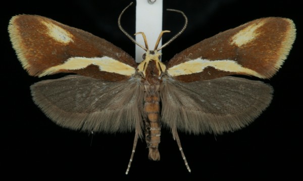 Harpella forficella Harpella forficella