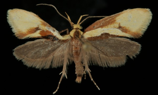 Harpella forficella Harpella forficella
