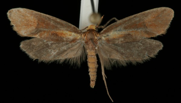 Harpella forficella Harpella forficella