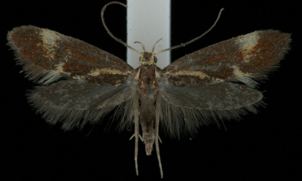 Metalampra cinnamomea Metalampra cinnamomea
