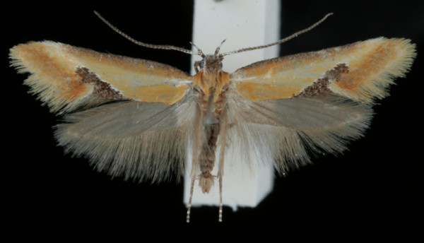 Batia lambdella Batia lambdella