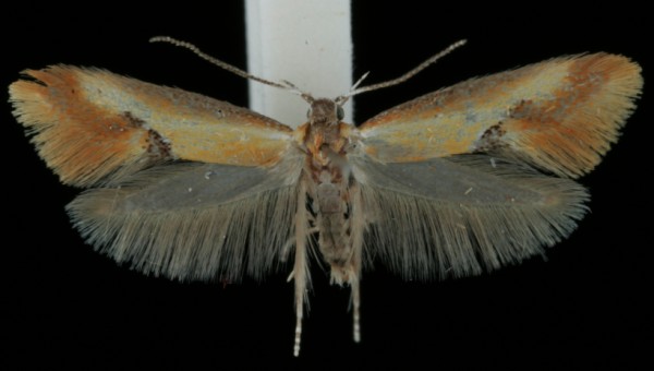 Batia lunaris Batia lunaris