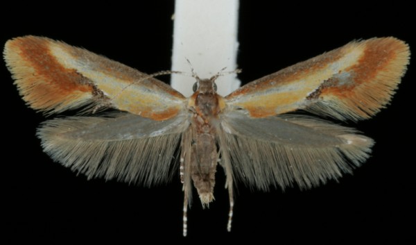 Batia internella Batia internella