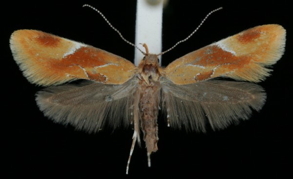 Epicallima formosella Epicallima formosella