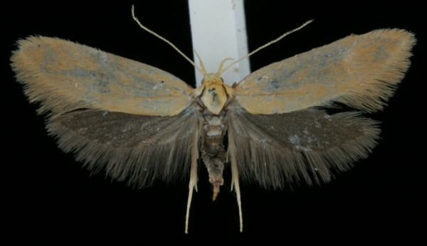 Crassa tinctella Crassa tinctella