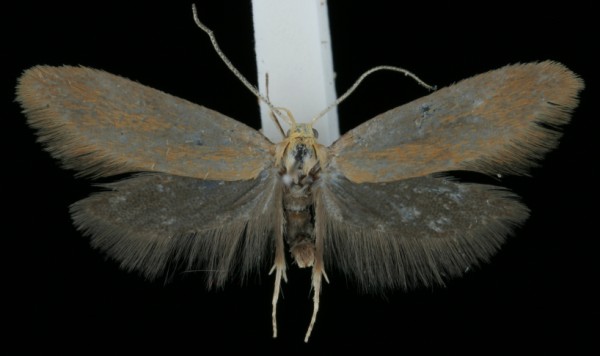 Crassa tinctella Crassa tinctella