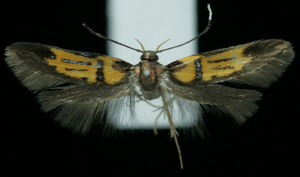 Schiffermuelleria schaefferella Schiffermuelleria schaefferella