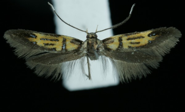 Schiffermuelleria schaefferella Schiffermuelleria schaefferella