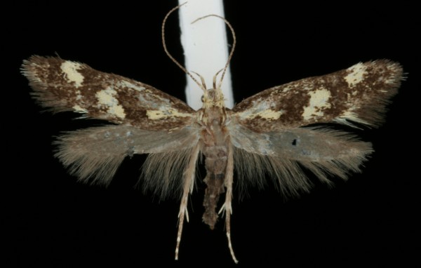 Denisia similella Denisia similella