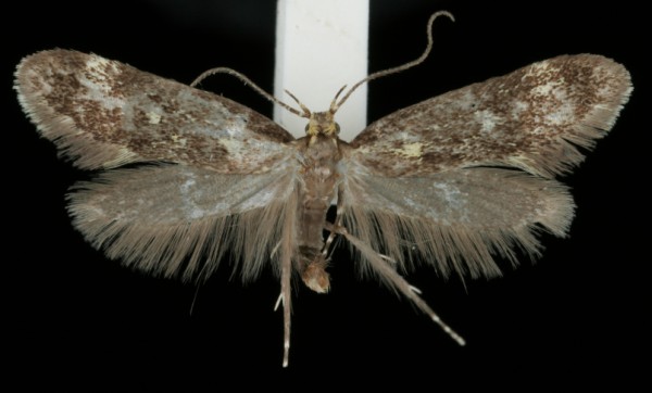Denisia similella Denisia similella