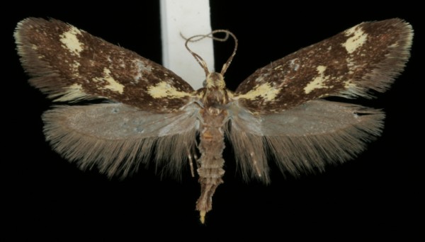 Denisia similella Denisia similella