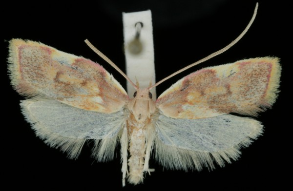 Carcina quercana Carcina quercana