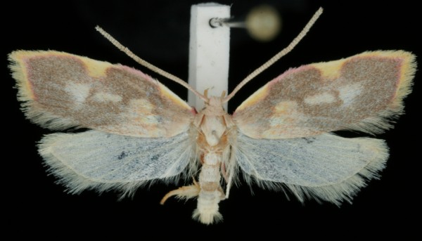 Carcina quercana Carcina quercana