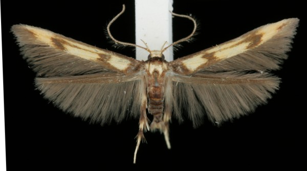 Stathmopoda pedella Stathmopoda pedella