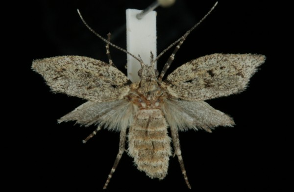 Diurnea fagella