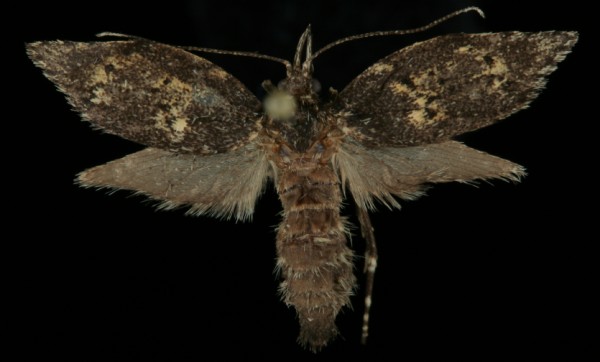 Diurnea fagella