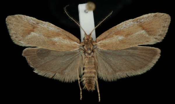 Diurnea lipsiella Diurnea lipsiella