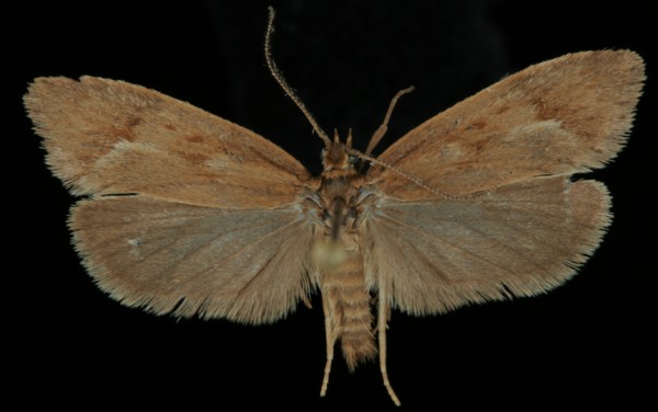Diurnea lipsiella Diurnea lipsiella