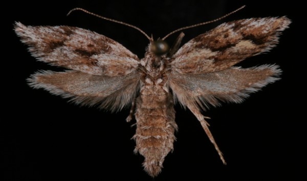 Diurnea lipsiella Diurnea lipsiella