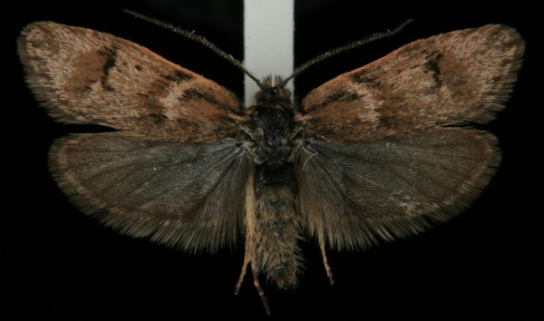 Dasystoma salicella Dasystoma salicella
