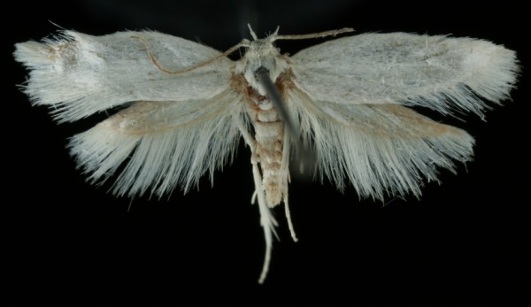 Perittia farinella Perittia farinella