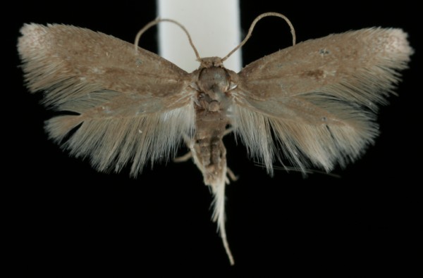 Perittia obscurepunctella Perittia obscurepunctella