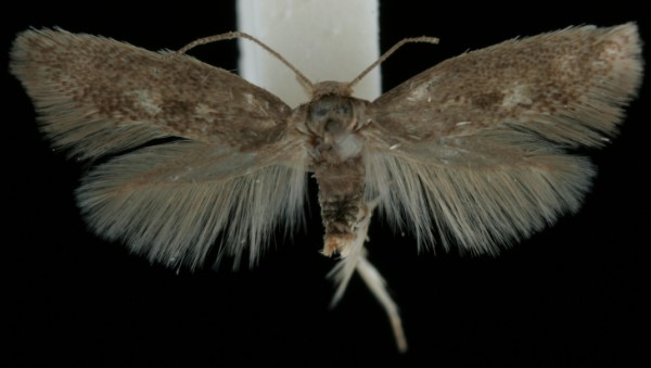 Perittia obscurepunctella Perittia obscurepunctella