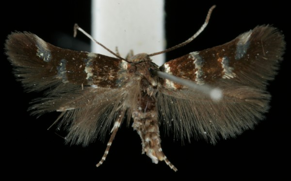 Stephensia brunnichella Stephensia brunnichella