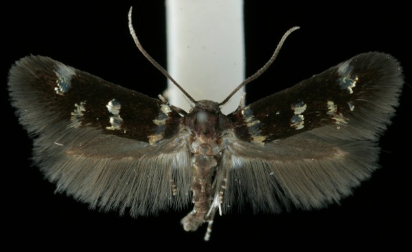 Elachista geminatella Elachista geminatella