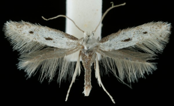 Elachista biatomella Elachista biatomella