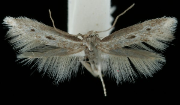 Elachista biatomella Elachista biatomella