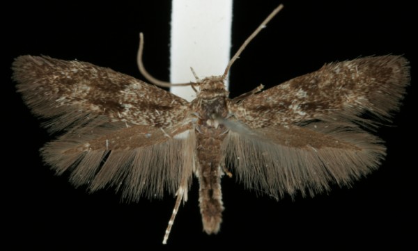 Elachista poae Elachista poae