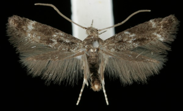 Elachista poae Elachista poae