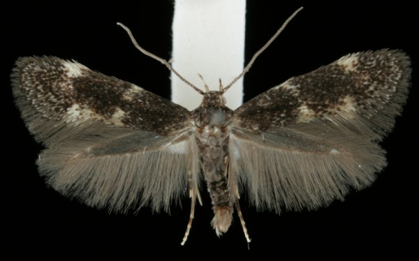 Elachista atricomella Elachista atricomella
