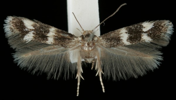 Elachista kilmunella Elachista kilmunella