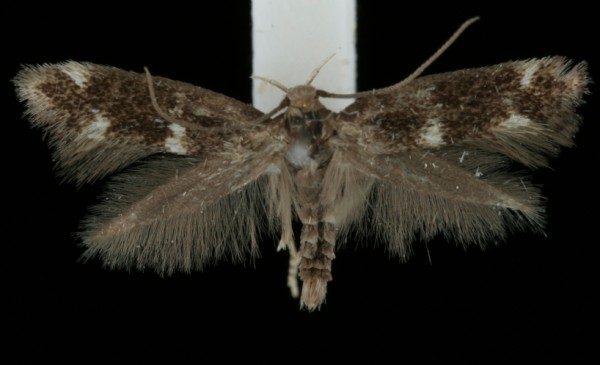 Elachista alpinella Elachista alpinella