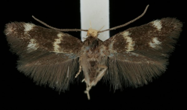 Elachista luticomella Elachista luticomella