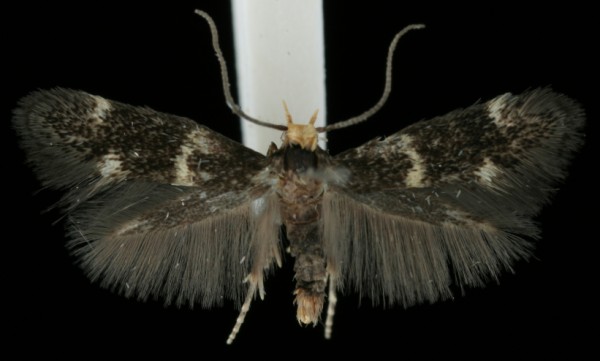 Elachista luticomella Elachista luticomella